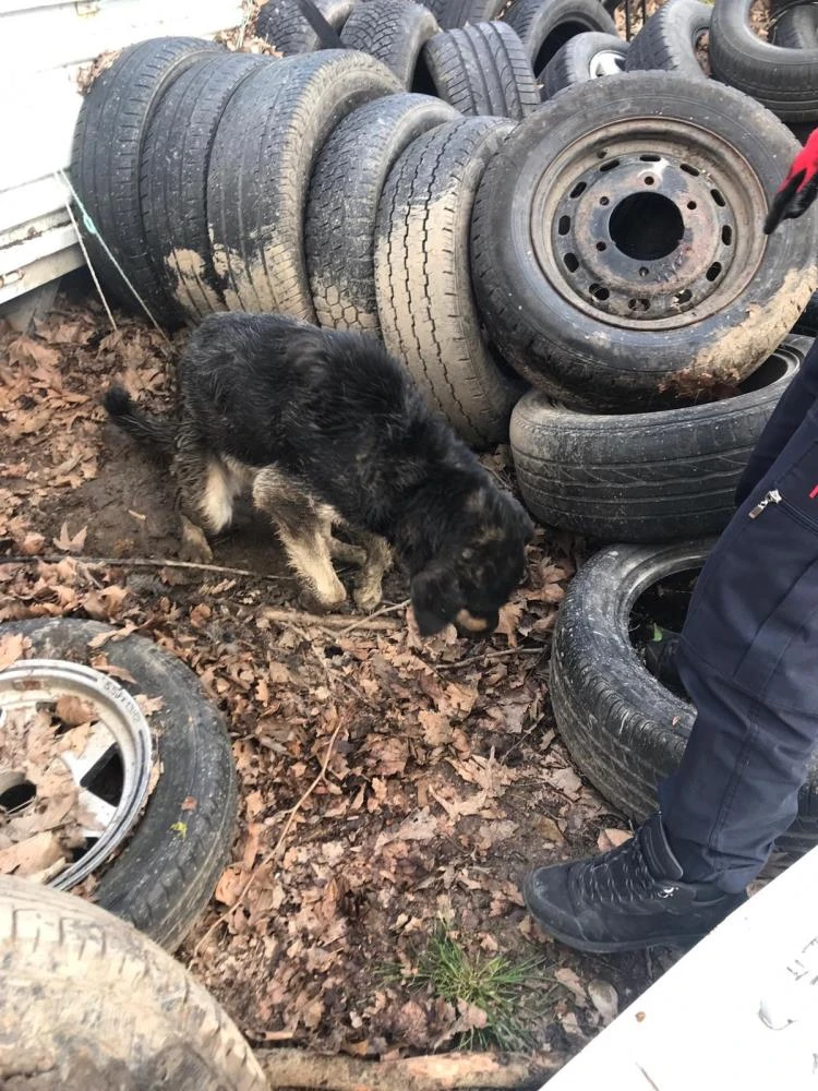 Merakı yüzünden tekere kafasını sıkıştırdı